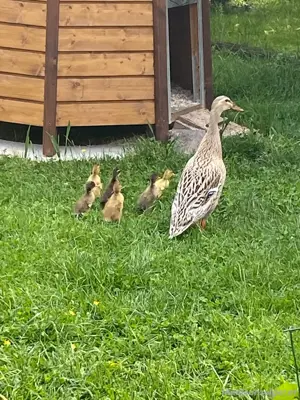 Laufenten zu verschenken
