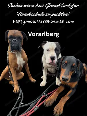 Suche wiese bzw. grundstück für hundetraining zu pachten