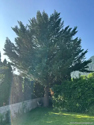 Baumfällung 