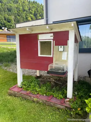 Hühnerstall isoliert zu verkaufen Bild 2