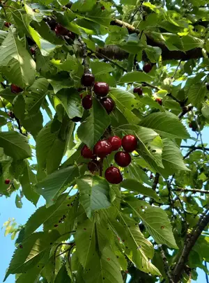 Kirchen von Baum wer mag welche