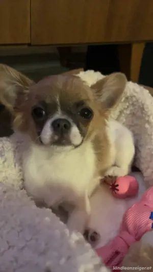 Langhaarige Chihuahua Bild 3