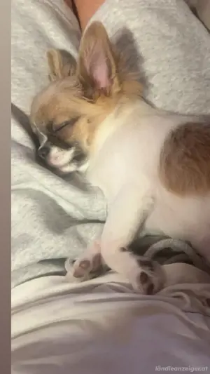 Langhaarige Chihuahua Bild 2