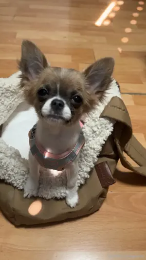 Langhaarige Chihuahua