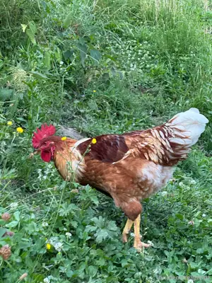 Hahn zu verschenken Bild 2