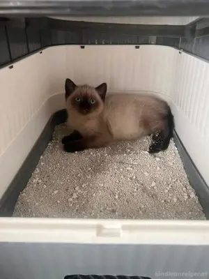 bkh katzenbaby