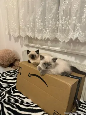 bkh katzenbaby Bild 2