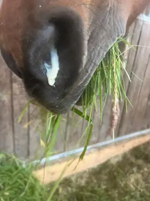 Equines Asthma, Hustenpferd, Solebox, Reha, Deutschland,  Allgäu 