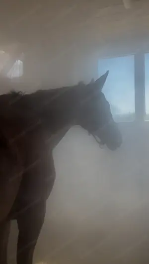Equines Asthma, Hustenpferd, Solebox, Reha, Deutschland,  Allgäu  Bild 5