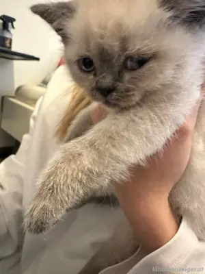BKH Katzen     Bild 3