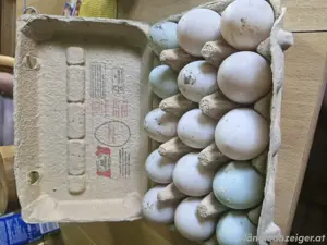 Verkaufen Enten Eier ab Hof 