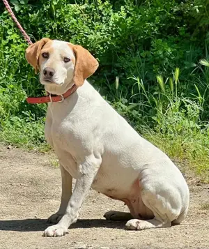 Lajka möchte Teil IHRER Familie werden Bild 4