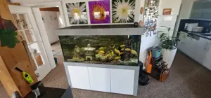 Aquarium mit gesamten Inhalt 165 breite 160 Höhe 60 Tiefe  Bild 3