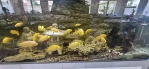 Aquarium mit gesamten Inhalt 165 breite 160 Höhe 60 Tiefe  Bild 2