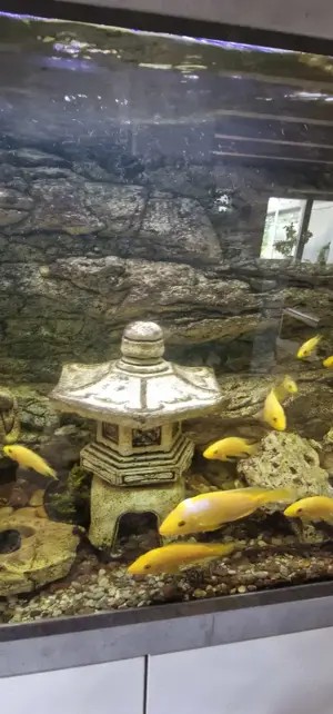 Aquarium mit gesamten Inhalt 165 breite 160 Höhe 60 Tiefe  Bild 4