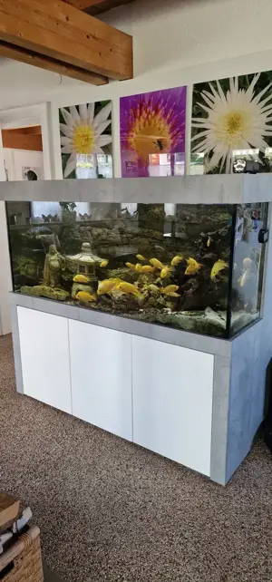 Aquarium mit gesamten Inhalt 165 breite 160 Höhe 60 Tiefe 