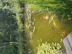 Goldfische