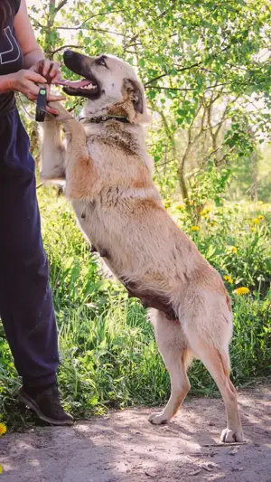Wunderschöne Linda sucht  Bild 8