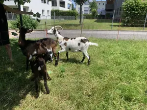 Verschiedene Ziegen zu verkaufen Bild 3