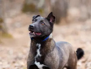 Ziganka sucht lievolles zu hause Bild 7