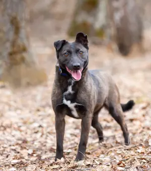 Ziganka sucht lievolles zu hause Bild 8