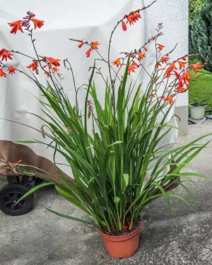 Winterharte Funkie, Hosta, Konifere, Montbretien, Hibiskus    Bild 3
