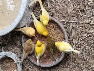 Kanarienvögel  Bild 2