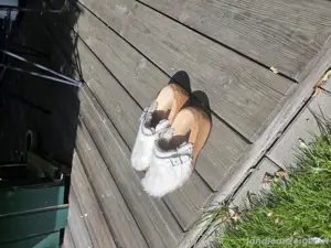 Holzschuhe Weiß Bild 2