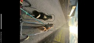Sacco Dog Cart