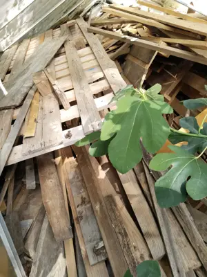 Holz zum Verbrennen! Bild 2