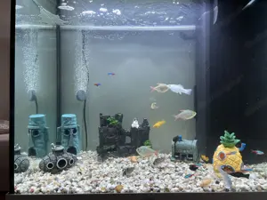 Aquarium Set 120L inkl. Fische & Zubehör Bild 8