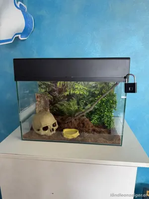Lucky Reptile Terrarium wie NEU