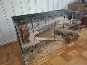 Wüsten Rennmäuse Bild 3