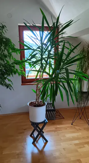 Palme  ( 4 Triebe) mit Topf in Seramis