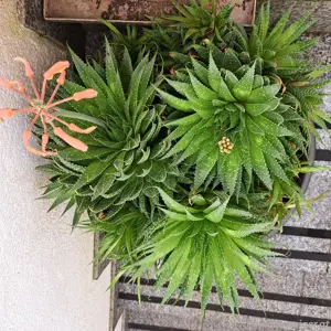 Blumentopf