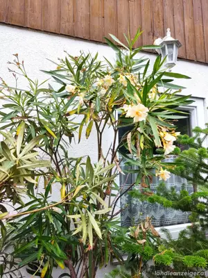 Oleander zu verkaufen 