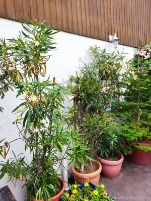 Oleander zu verkaufen  Bild 3