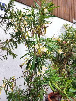 Oleander zu verkaufen  Bild 2
