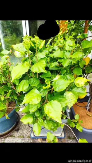 Verkaufe Hibiskus