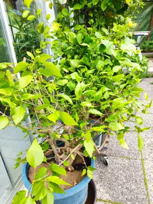Verkaufe Hibiskus Bild 2