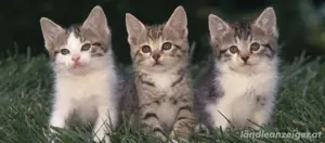 Katzenbabys 