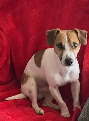 Jack Russell 