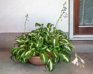 große Dahlien Knolle, hell- oder dunkelviolett, gefüllt, im Topf, Rosmarin, Funkien, Hosta   Bild 7
