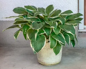 große Dahlien Knolle, hell- oder dunkelviolett, gefüllt, im Topf, Rosmarin, Funkien, Hosta   Bild 8
