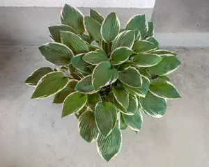 große Dahlien Knolle, hell- oder dunkelviolett, gefüllt, im Topf, Rosmarin, Funkien, Hosta   Bild 9