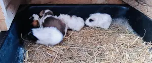 Meerschweinchenbabys Bild 5