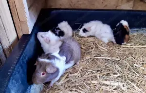 Meerschweinchenbabys Bild 3