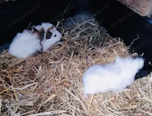 Meerschweinchenbabys Bild 2