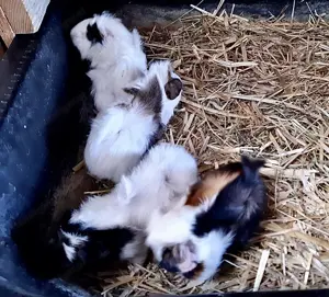 Meerschweinchenbabys