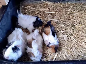 Meerschweinchenbabys Bild 4